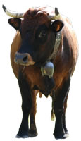 vache Valdostana