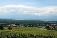 vignobles de Ballaison