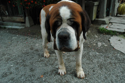 Barry saint bernard