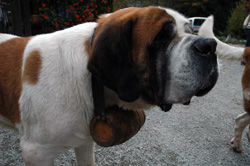 Barry chien saint bernard  et la boutique souvenir