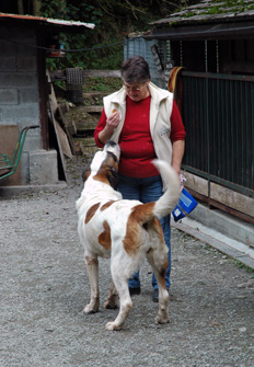 elevage-saint-bernard-renee-sirene