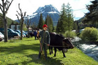 Jeune Armailli savoyard