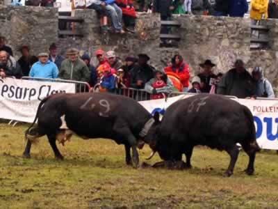 combats de Reines vache d' Hérens