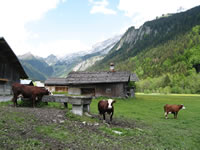 Ferme dles Aravis