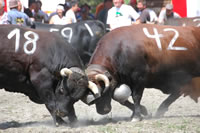 Bataille de Reines dans les Alpes