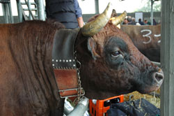 Valdostana Arenes de Croix noire