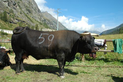 Batailles de reines Valgrisenche