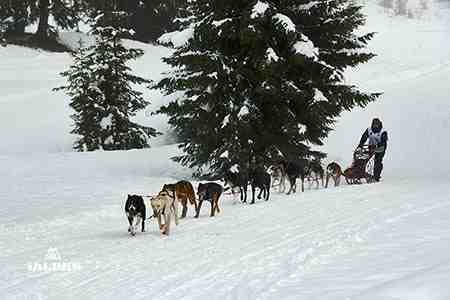 Chiens de traineau et muscher, Haute-Savoie