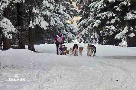 Attelage et muscher en foret, Haute-Savoie