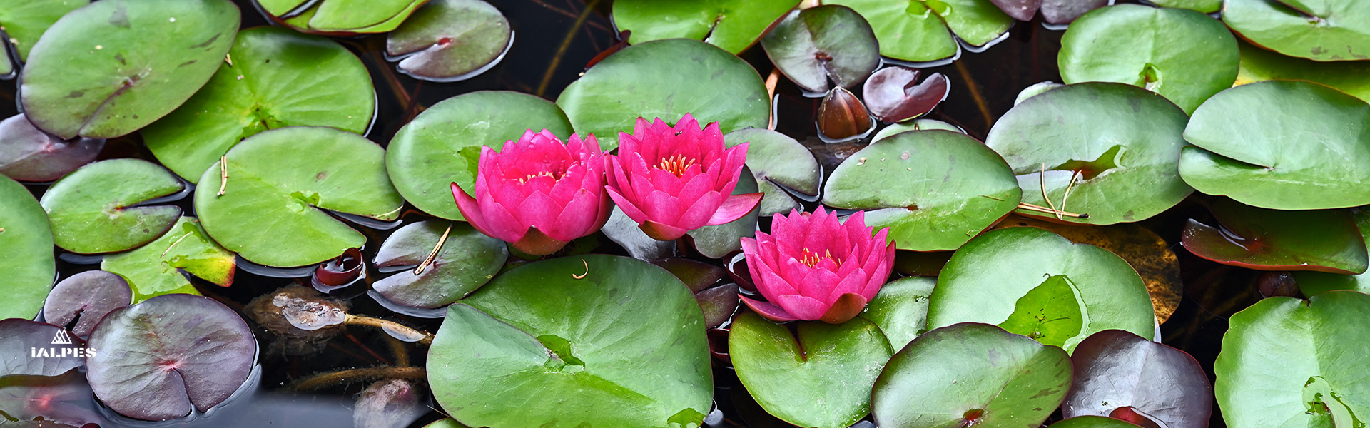 Jardin de l'eau du pré curieux
