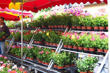 Annemasse marché aux fleurs