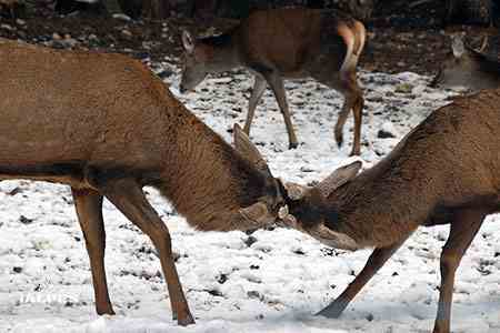 Jardin des Cimes à Passy, Haute-Savoie