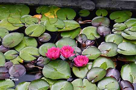 Evian, Jardin de l'eau du Pré Curieux, nénuphars