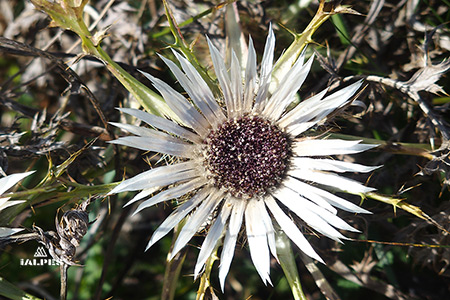 Jardin alpin du Semnoz, Annecy
