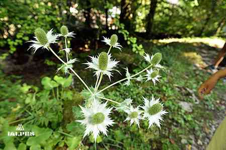 Fleurs, La Jaÿsinai, Samoëns