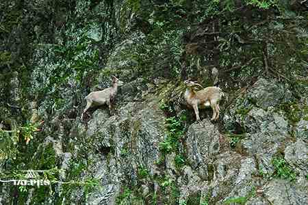 Bouquetins parc de merlet, Les Houches