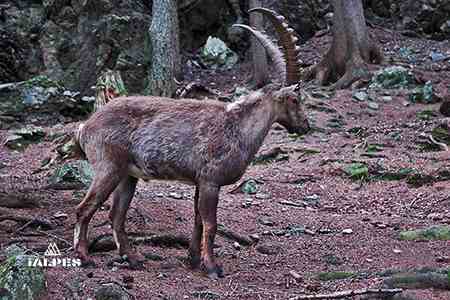 Bouquetin parc de merlet, Les Houches