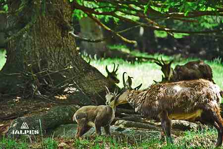 Parc animalier e Merlet, Les Houches, , Haute-Savoie
