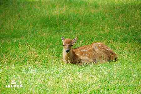 Faon parc de merlet, Les Houches