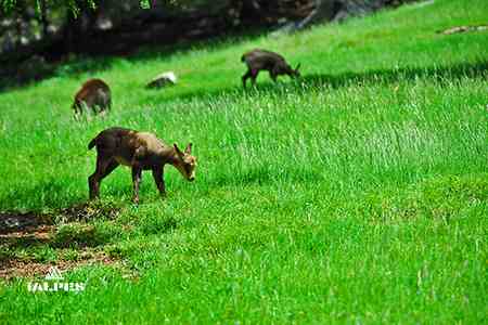 Eterlou parc de merlet, Les Houches