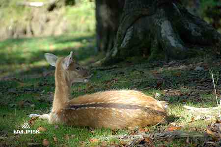Biche parc des Dronières, Cruseilles