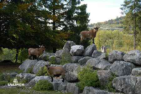 Mouflons parc des Dronières, Cruseilles