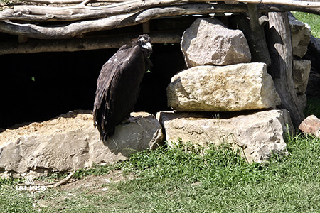 Jeune pygargue, Les Aigles du Léman