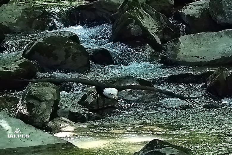 Pygargue pêchant dans un cours d'eau.