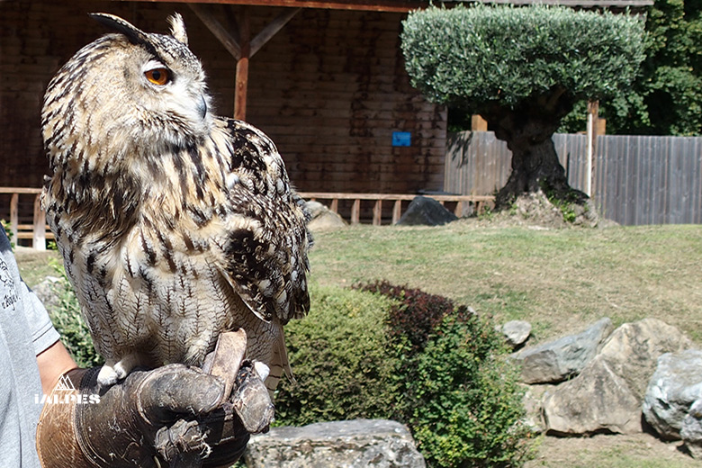 Spectacle de vol libre avec un Grand Duc.