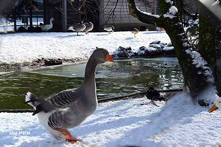 Volière parc de l'Impérial à Annecy.