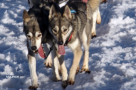 Chiens de traineau Black Spruce
